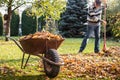 Wheelbarrow with fallen leaves. Senior man raking leaves Royalty Free Stock Photo