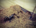 Wheelbarrow and farm implements in the barn full of straw and ha