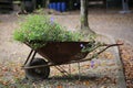 Wheelbarrow filled with cheerful multicolored flowers in a garden