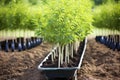 a wheelbarrow filled with a freshly planted tree saplings