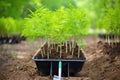 a wheelbarrow filled with a freshly planted tree saplings