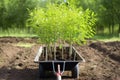 a wheelbarrow filled with a freshly planted tree saplings