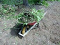 Wheelbarrow filled with weed Royalty Free Stock Photo