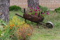 Wheelbarrow flowers