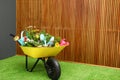Wheelbarrow with flowers and gardening tools near wall Royalty Free Stock Photo