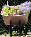 Wheelbarrow flowers