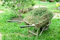 wheelbarrow full of cut grass standing in the garden Royalty Free Stock Photo