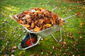 Wheelbarrow full of dried leaves Royalty Free Stock Photo