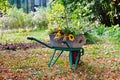 Wheelbarrow full of flowers Royalty Free Stock Photo