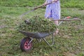 A wheelbarrow full of fresh mown grass is on the lawn in the garden Royalty Free Stock Photo