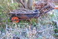 Winter shot of wheelbarrow sitting amongst frosty grass and brambles Royalty Free Stock Photo