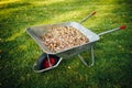 Wheelbarrow full of wooden mulch, green grass background Royalty Free Stock Photo