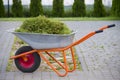 Wheelbarrow with garden waste on a lawn Royalty Free Stock Photo