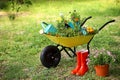 Wheelbarrow with gardening tools and flowers on grass outside Royalty Free Stock Photo