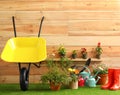 Wheelbarrow with gardening tools and flowers near wall Royalty Free Stock Photo