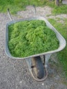 Wheelbarrow of Grass