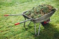 Wheelbarrow with grass on green lawn background Royalty Free Stock Photo