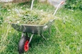 Wheelbarrow with grass on green lawn in the garden. Garden tools Royalty Free Stock Photo