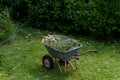 Wheelbarrow with grass and leaves. On top are garden shears. Gardening. Planting care. Seasonal trimming of trees, bushes and Royalty Free Stock Photo