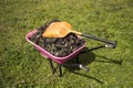 Wheelbarrow of horse dung Royalty Free Stock Photo