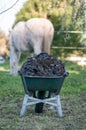 Wheelbarrow of horse poo Royalty Free Stock Photo