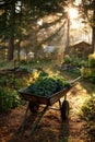 Wheelbarrow of Kale in a Sunlit Autumn Garden Royalty Free Stock Photo