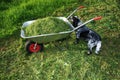 Wheelbarrow on a lawn with fresh grass and a spaniel Royalty Free Stock Photo