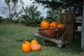 Wheelbarrow of pumpkins sitting in a farm field with bales of hay and straw. Royalty Free Stock Photo