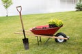 Wheelbarrow with seedlings and a spade Royalty Free Stock Photo