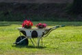 A stylish wheelbarrow