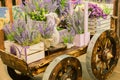 Wheelbarrow with wooden boxes full of blooming lavender flowers. Decorative elements