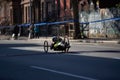 Wheelchair athlete racing at the NYC Marathon. Disabled athlete on wheelchair