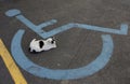 Wheelchair Handicap Sign and sleeping cat