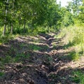 A wheeled tractor cultivates the soil in areas adjacent to the forest area for fire protection of forest plantations.