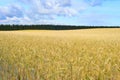 Wheet field harvest crop Estonia