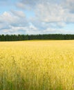 Wheet field harvest crop Estonia