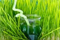 Wheet grass juice