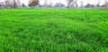 Wheet grass tree sky agricultural Royalty Free Stock Photo