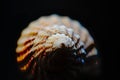 Whelk, buccinum undatum, sea shell Royalty Free Stock Photo