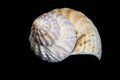 Whelk, buccinum undatum, sea shell Royalty Free Stock Photo