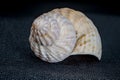 Whelk, buccinum undatum, sea shell Royalty Free Stock Photo