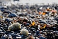 Sunlit Whelk egg cases washed up after storms.