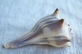 Whelk shell Royalty Free Stock Photo