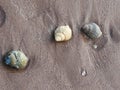 3 whelk shell Sea shells on the sand Royalty Free Stock Photo