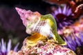 Whelk snail underwater Royalty Free Stock Photo