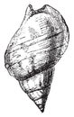 Whelk, vintage engraving Royalty Free Stock Photo