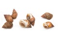 Whelks or sea snails Royalty Free Stock Photo