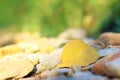 The yellow fallen leaf on the ground