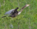 The anhinga has poor insulation against the cold, confining it to mostly tropical and subtropical latitudes