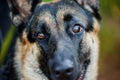 Where the ball goes, I go. an adorable german shepherd sitting in a forest. Royalty Free Stock Photo